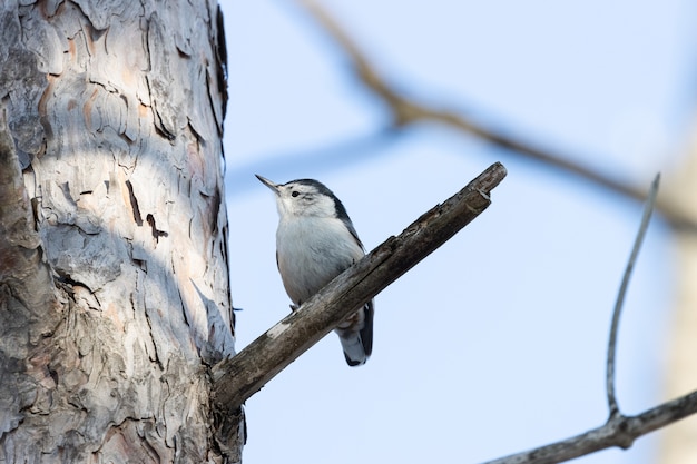 Inquadratura dal basso di un bellissimo uccello picchio muratore dal petto bianco che riposa sul ramo di un albero