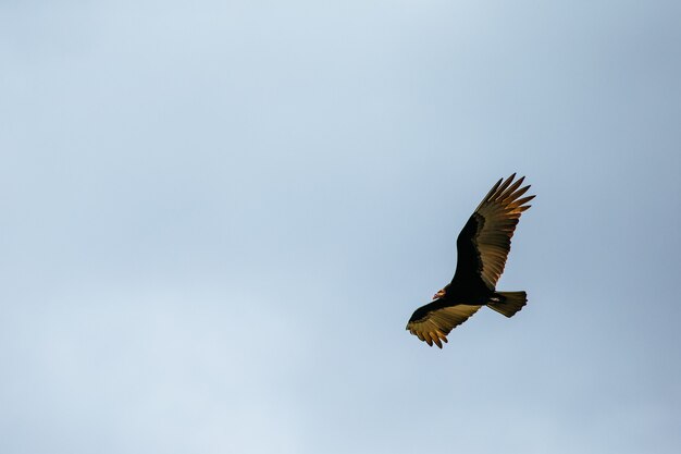 Inquadratura dal basso di un falco dalla coda rossa che vola nel cielo sotto la luce del sole