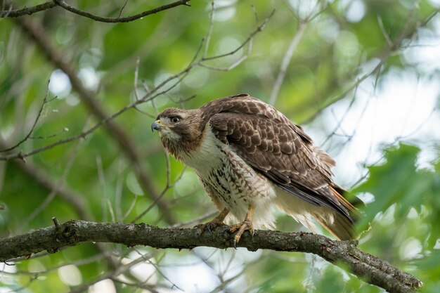 Inquadratura dal basso di un falco dalla coda rossa su un albero