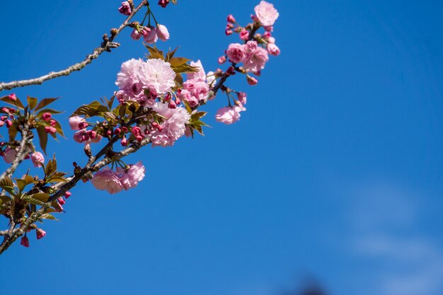 Inquadratura dal basso di un fiore che sboccia sotto un cielo blu