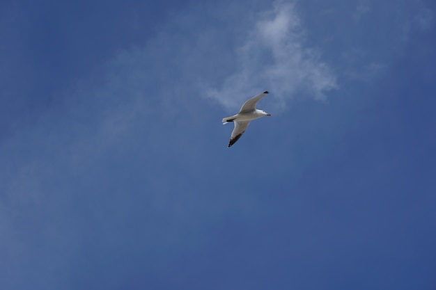 Inquadratura dal basso di un gabbiano che vola in un cielo blu chiaro durante il giorno