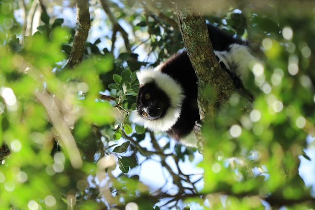 Inquadratura dal basso di un indri (una specie di primate) tra i rami di un albero