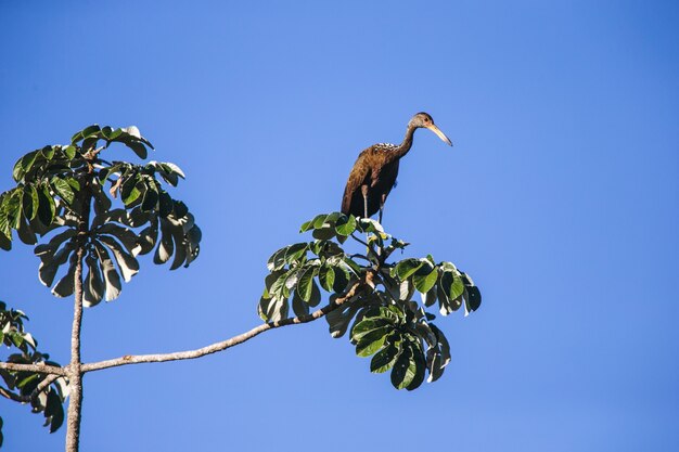 Inquadratura dal basso di un limpkin appollaiato su un ramo di un albero sotto un cielo blu chiaro