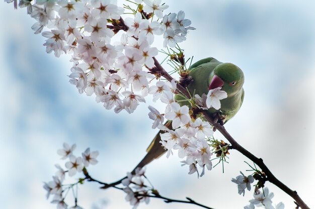 Inquadratura dal basso di un pappagallo verde che riposa su un ramo di fiori di ciliegio