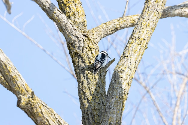 Inquadratura dal basso di un picchio su un albero