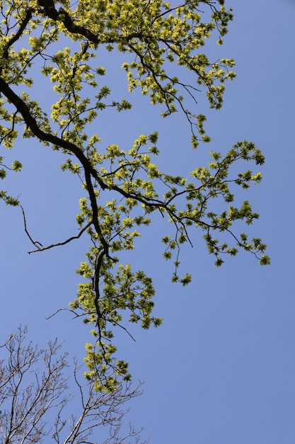 Inquadratura dal basso di un ramo con foglie verdi contro il cielo