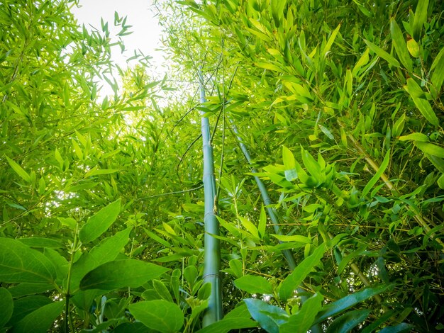 Inquadratura dal basso di un sacco di steli di bambù verdi in una foresta