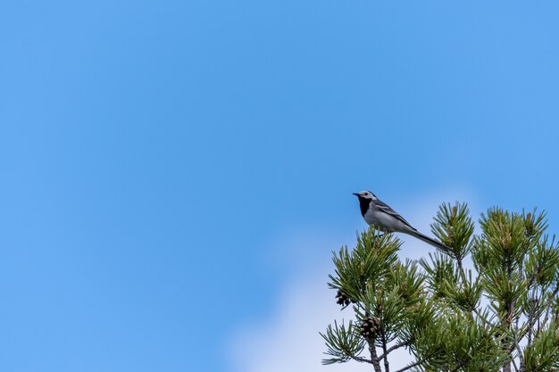 Inquadratura dal basso di una ballerina dal dorso nero in piedi su un ramo di pino sotto la luce del sole