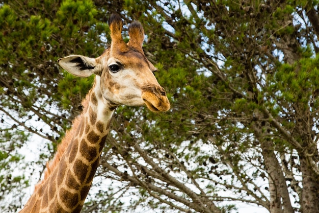 Inquadratura dal basso di una bella giraffa in piedi di fronte a splendidi alberi