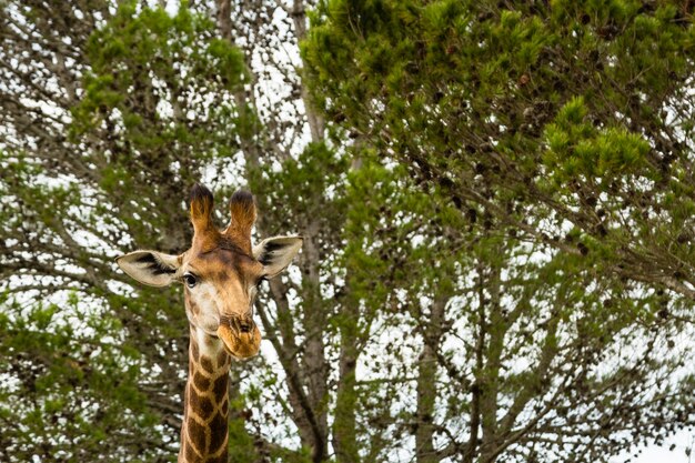 Inquadratura dal basso di una bella giraffa in piedi di fronte a splendidi alberi