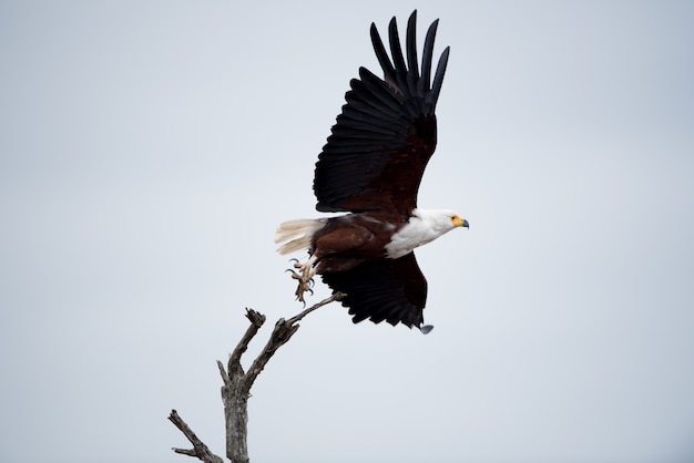 Inquadratura dal basso di una bellissima aquila che vola nel cielo