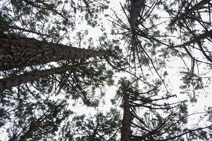 Foto gratuito inquadratura dal basso di una fitta foresta con molti alberi ad alto fusto