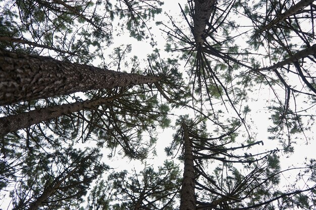 Inquadratura dal basso di una fitta foresta con molti alberi ad alto fusto