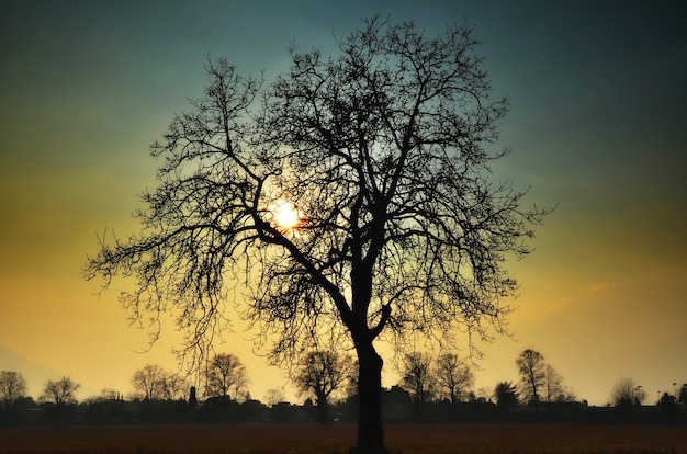 Inquadratura dal basso di una sagoma di albero su uno sfondo bellissimo tramonto
