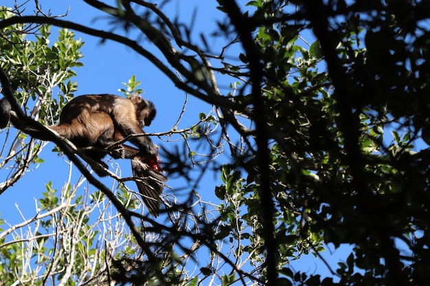 Inquadratura dal basso di una scimmia a caccia di un uccello sul ramo di un albero in una foresta