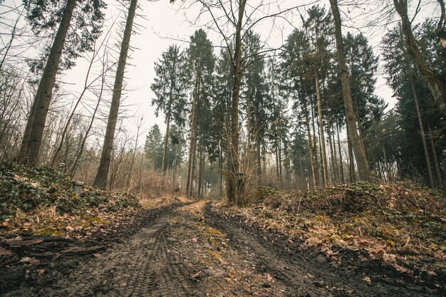 Inquadratura dal basso di una strada forestale con alberi enormi e un cielo cupo