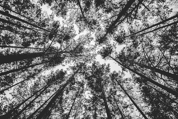 Inquadratura dal basso in scala di grigi di alberi ad alto fusto