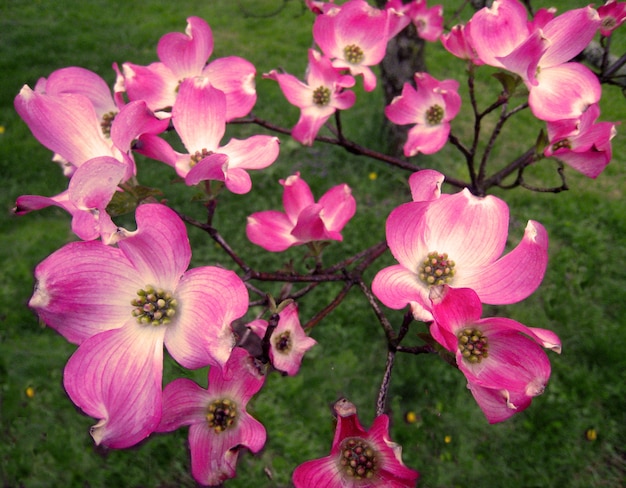 Inquadratura dall'alto dei bellissimi fiori rosa del corniolo sul campo coperto d'erba in Pennsylvania