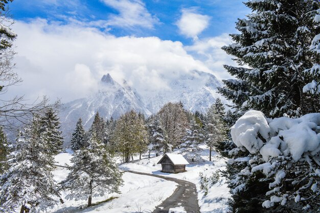 Inquadratura dall'alto di bellissimi alberi innevati, cottage e montagne