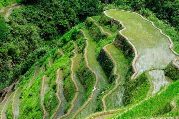 Inquadratura dall'alto di un bellissimo paesaggio nelle terrazze di riso di Banaue, provincia di Ifugao, Filippine