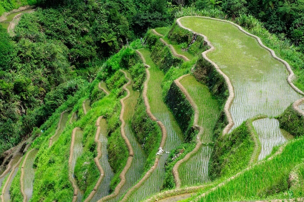 Inquadratura dall'alto di un bellissimo paesaggio nelle terrazze di riso di Banaue, provincia di Ifugao, Filippine