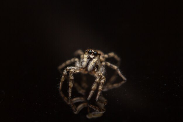 Inquadratura dall'alto di un Salticidae inquietante su una superficie nera