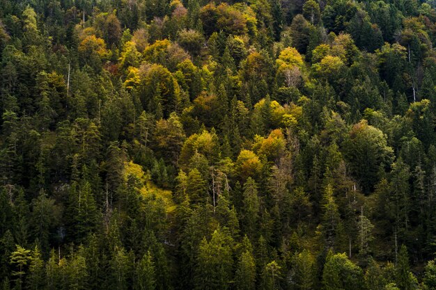 Inquadratura dall'alto di una bellissima foresta con alberi color autunno