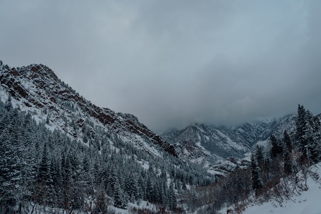 Inquadratura dall'alto di una foresta di abeti rossi nelle montagne innevate sotto il cielo grigio scuro