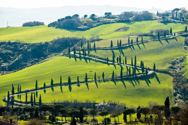 Inquadratura dall'alto di una strada circondata da alberi e splendidi campi ricoperti di erba