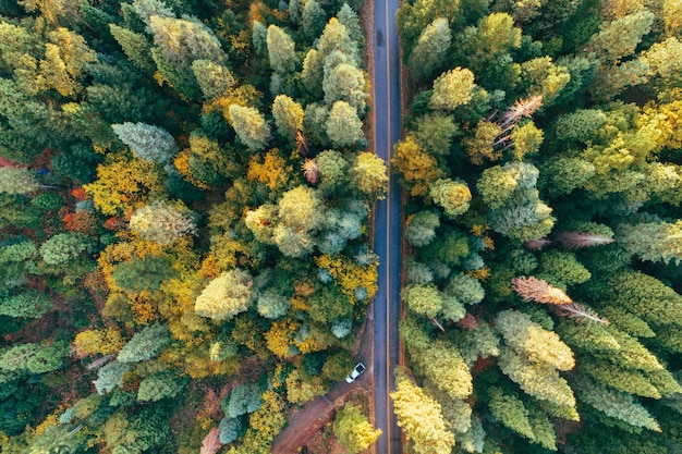 Inquadratura dall'alto di una strada nel mezzo di un bosco autunnale pieno di alberi colorati