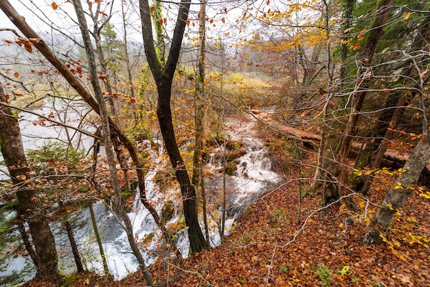Inquadratura delle foreste autunnali e delle brevi cascate nel Parco nazionale dei laghi di Plitvice, Croazia