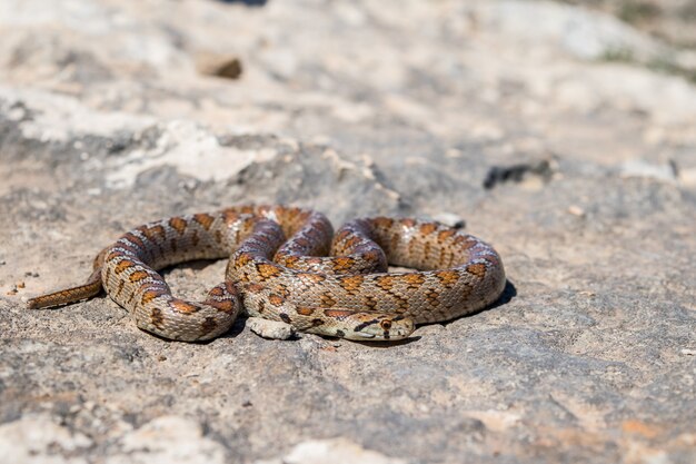 Inquadratura di un adulto rannicchiato Leopard Snake o europeo Ratsnake, Zamenis situla, a Malta