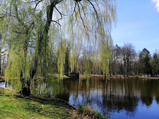 Inquadratura di un albero mezzo verde alto accanto a uno stagno a Jelenia Góra, Polonia.