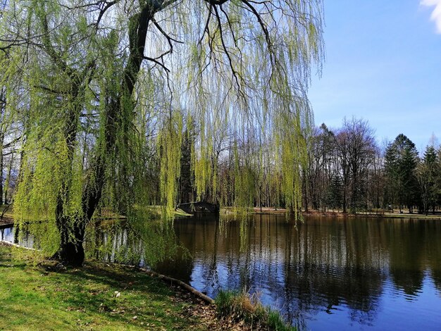 Inquadratura di un albero mezzo verde alto accanto a uno stagno a Jelenia Góra, Polonia.