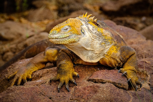 Inquadratura di un'iguana gialla appoggiata su una roccia