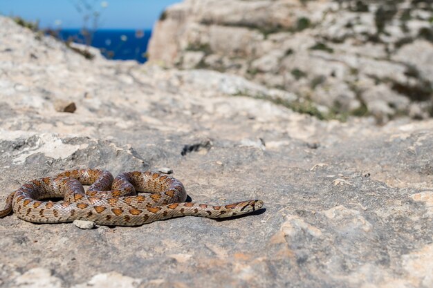 Inquadratura di un serpente leopardo adulto rannicchiato