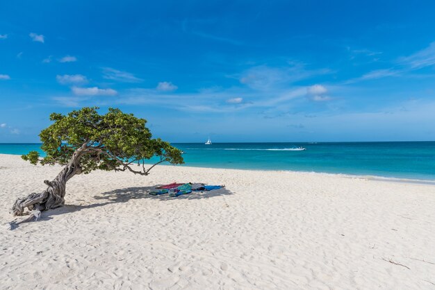 Inquadratura orizzontale della vista della spiaggia e del mare, con asciugamani stesi sotto un albero ad Aruba