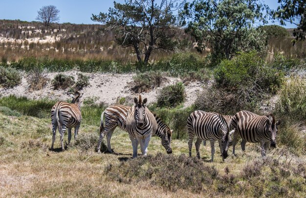 Inquadratura orizzontale di alcune zebre che pascolano nei prati sotto il cielo limpido