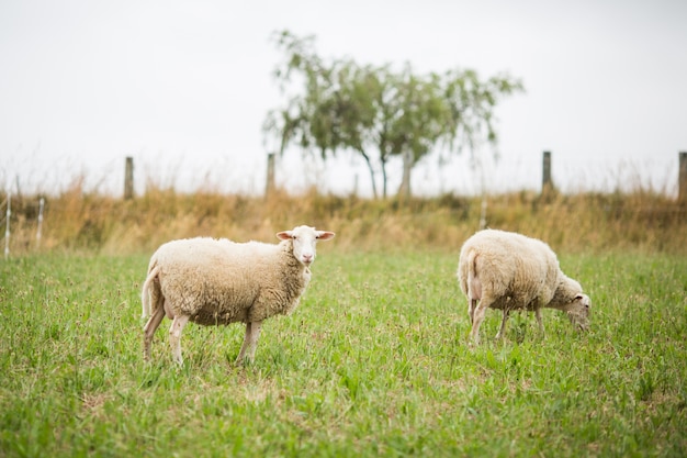 Inquadratura orizzontale di due pecore bianche che camminano e mangiano erba in un campo durante il giorno