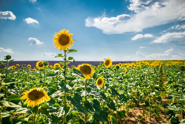 Inquadratura orizzontale di girasole e campo di lavanda inglese