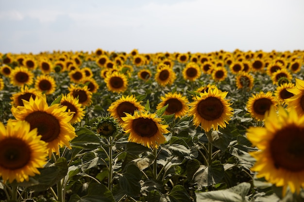 Inquadratura orizzontale di terreno coltivato con bellissimi girasoli gialli che crescono in campagna. Estate vista esterna delle colture piantate sul campo nella zona rurale. Concetto di agricoltura, allevamento e raccolta