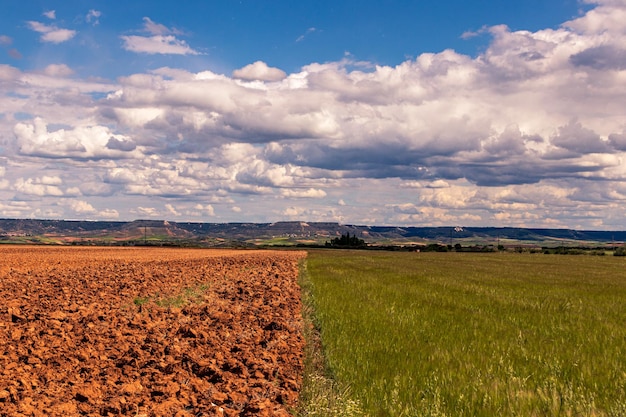 Inquadratura orizzontale di terreno coltivato di girasole e un campo sotto il cielo nuvoloso