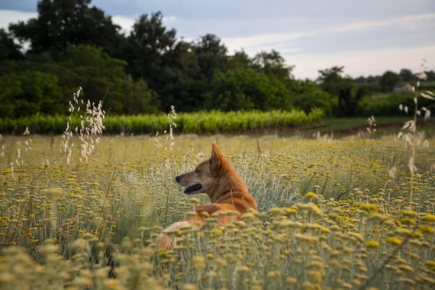 Inquadratura orizzontale di un campo di fiori eterni con un cane marrone in Istria, Croazia