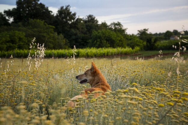 Inquadratura orizzontale di un campo di fiori eterni con un cane marrone in Istria, Croazia