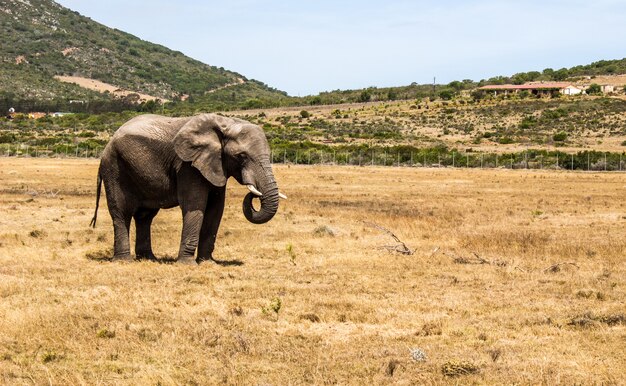 Inquadratura orizzontale di un elefante in piedi nella savana e alcune colline
