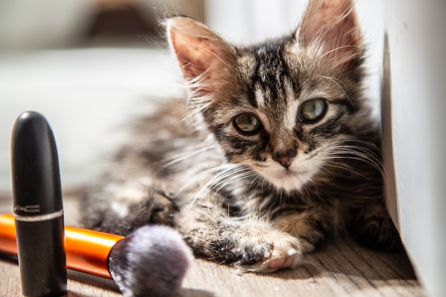 Inquadratura orizzontale di un gattino grigio guardando la telecamera e alcuni cosmetici accanto ad essa