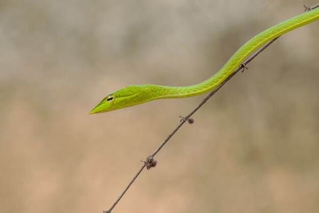 Inquadratura orizzontale di un piccolo serpente verde su un sottile brunch dell'albero