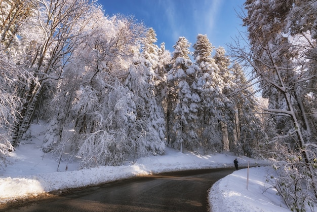 Inquadratura panoramica dal basso di una foresta durante la stagione invernale