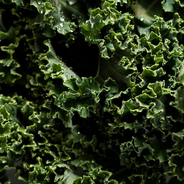 Inquadratura ravvicinata di cavoli