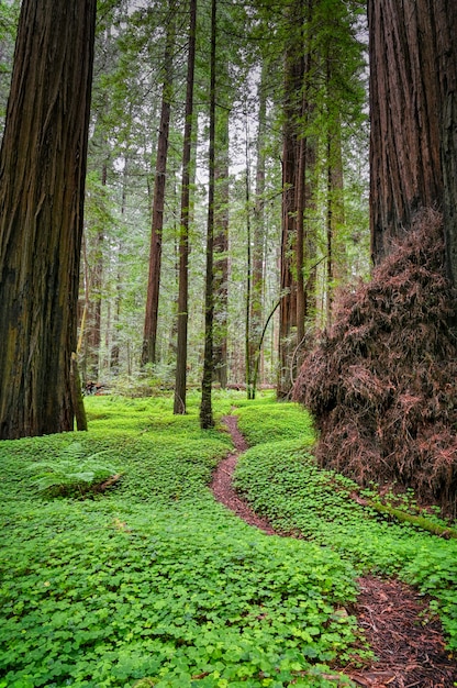 Inquadratura verticale dell'Avenue of the Giants in California